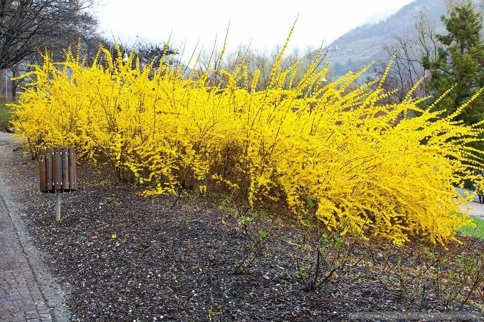 Форзиция спектабилис. Куст цветет желтым. Куст цветет желтым. Форзиция снежная. Куст японская керрия.