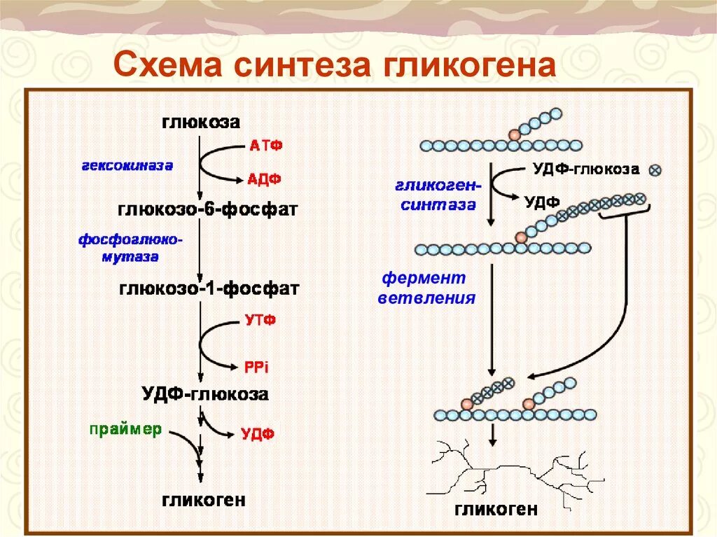 В печени происходит синтез. Схема превращения гликогена в глюкозу. Гликогенолиз биохимия схема. Схема синтеза и распада гликогена. Схема распада гликогена до Глюкозы в печени.