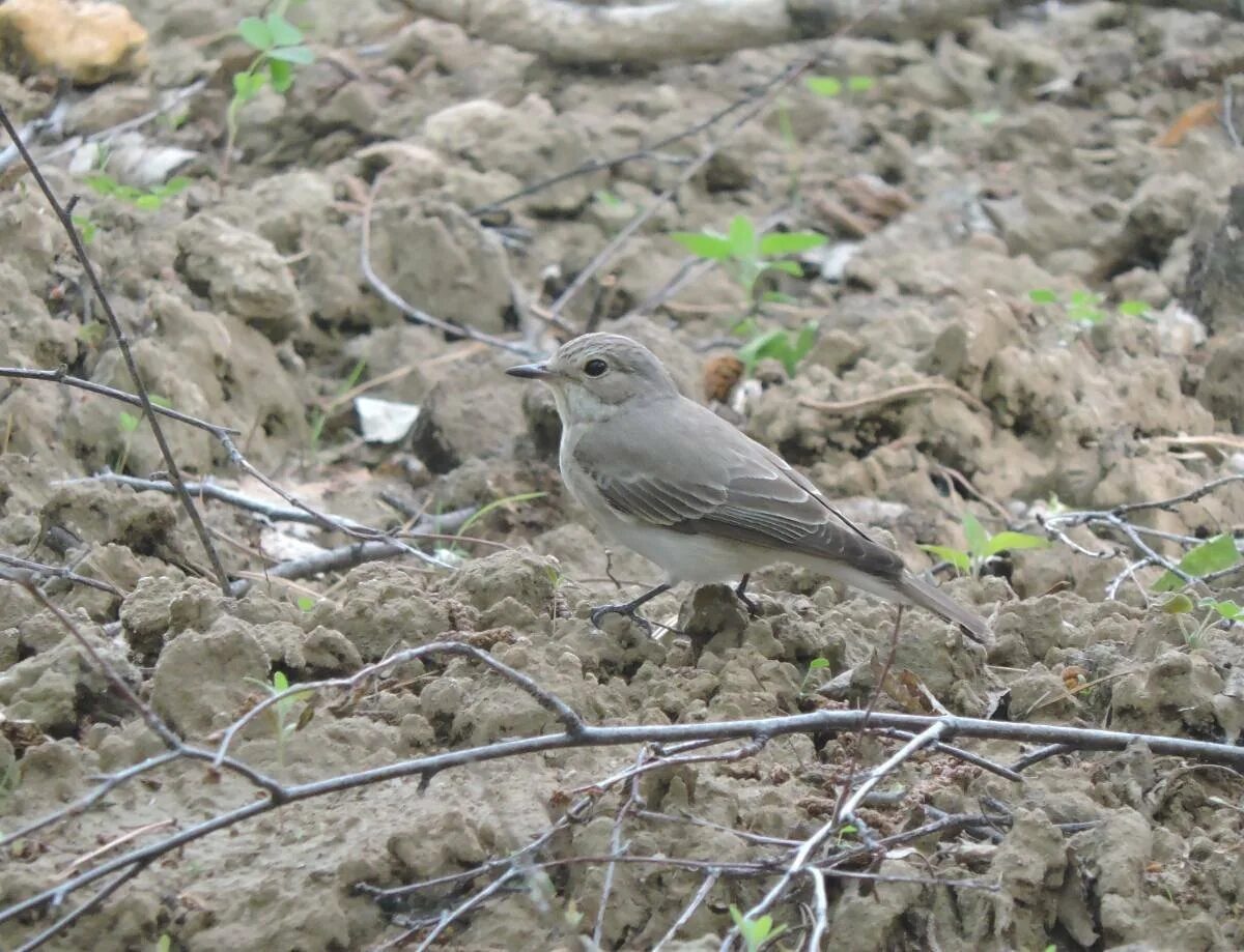 Серые птицы песня. Серая мухоловка (Muscicapa striata). Серая птица Кузбасс. Серая мухоловка в Подмосковье. Серая птица Подмосковья.