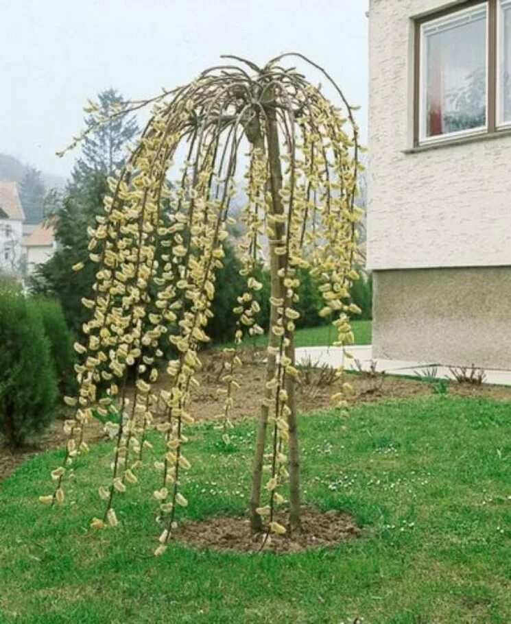 Как посадить иву плакучую