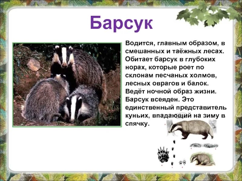 Как пишется барсук. Барсук описание. барсук описание кратко. барсук презентация. барсук описание животного.