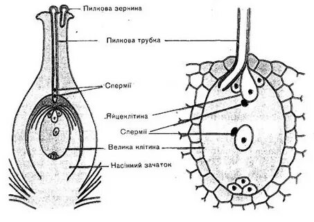 Двойное оплодотворение травянистые формы