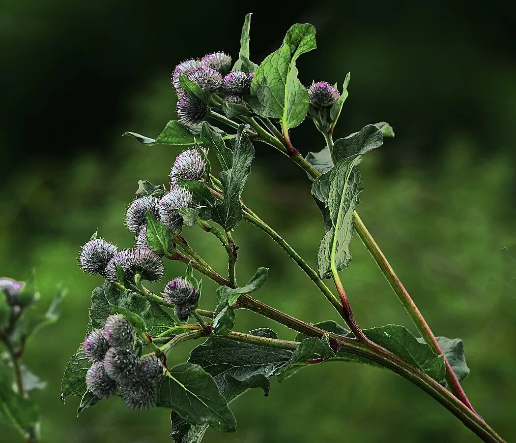 Лопух картинки. Лопух паутинистый (Arctium tomentosum). Лопух паутинистый (войлочный). Репейник паутинистый. Лопух Arctium Lappa.