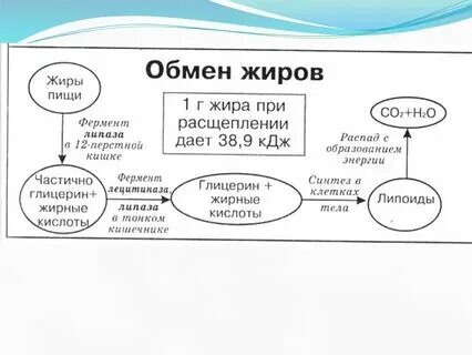 При полном расщеплении 1 г жира