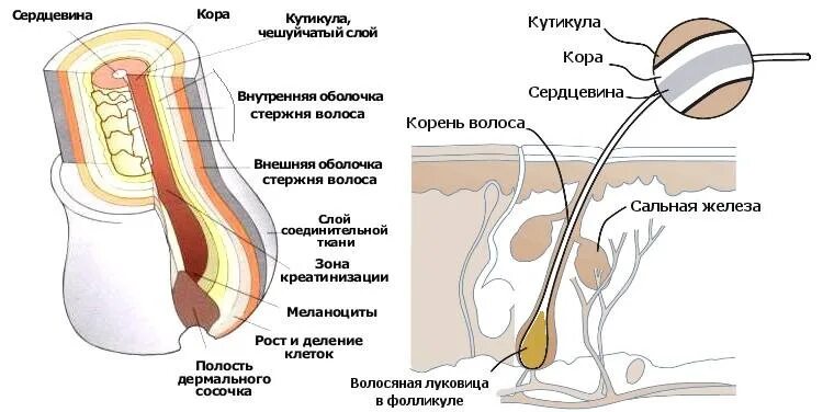 Корни волос расположены в. Строение волоса. Структура волоса корень. Строение волоса человека. Строение стержня волоса.