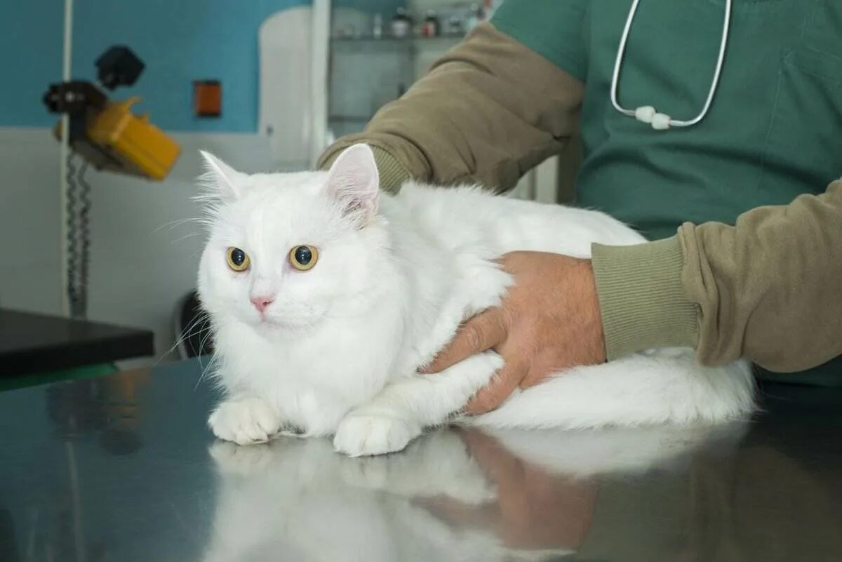 Заболевания почек у кошек. Кот у ветеринара. Ветеринар с кошкой. Лечебные кошки.
