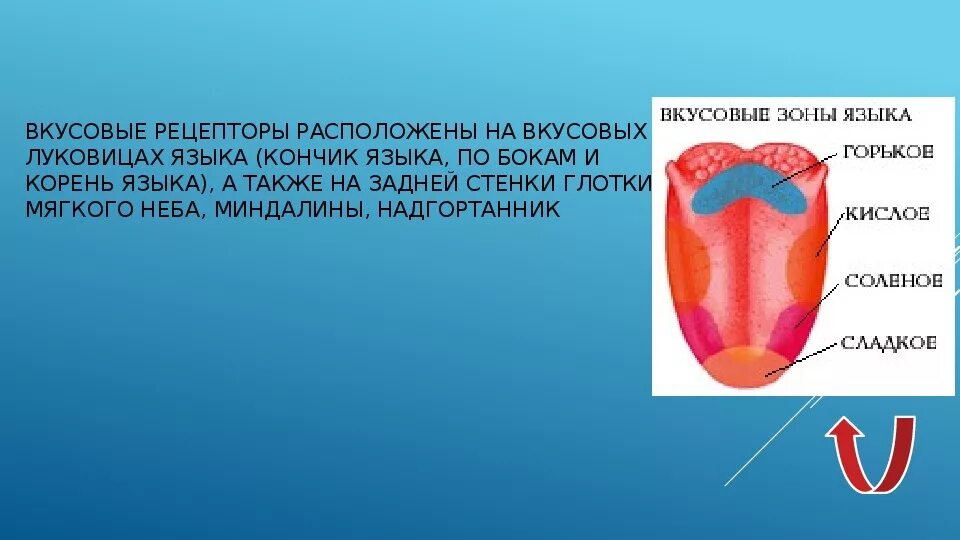 На кончике языка расположены рецепторы чувствительные к. Рецепторы языка человека. Вкусовые зоны языка. Зоны языка вкусовые рецепторы. Вкусовые зоны языка человека.