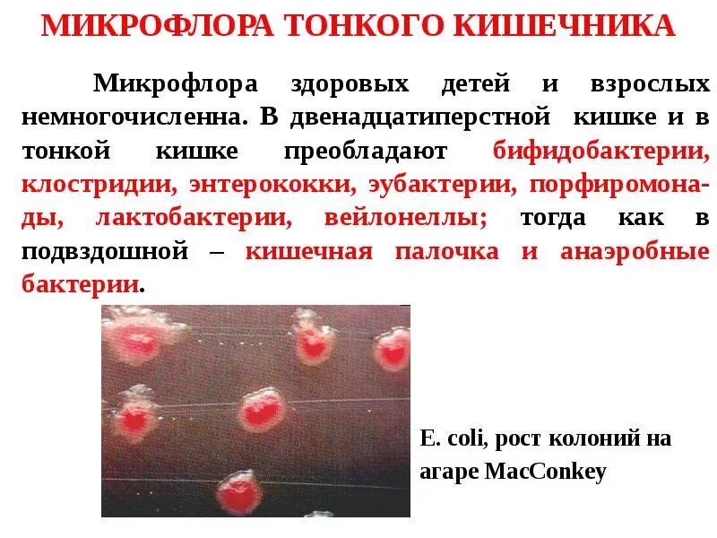 Каково значение кишечной палочки живущей в кишечнике