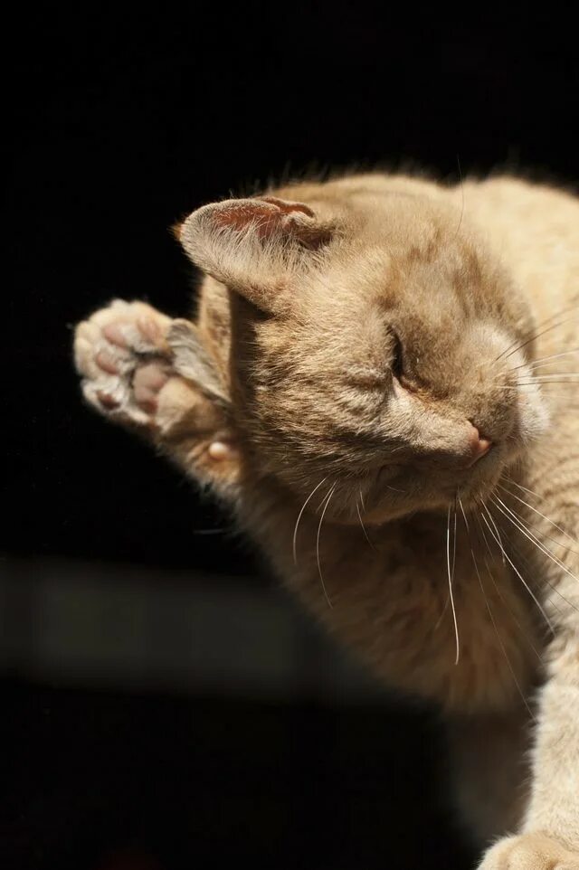 Котик трясется