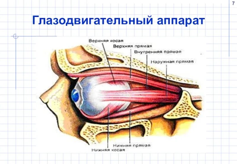 Зрительные мышцы. Глазодвигательные мышцы глаза строение. Вспомогательный аппарат глаза двигательный аппарат. Глазодвигательный нерв анатомия. Строение глазодвигательного аппарата.