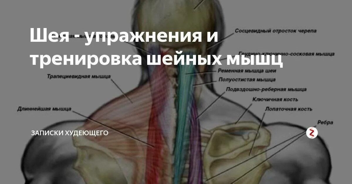 Тянет шею
