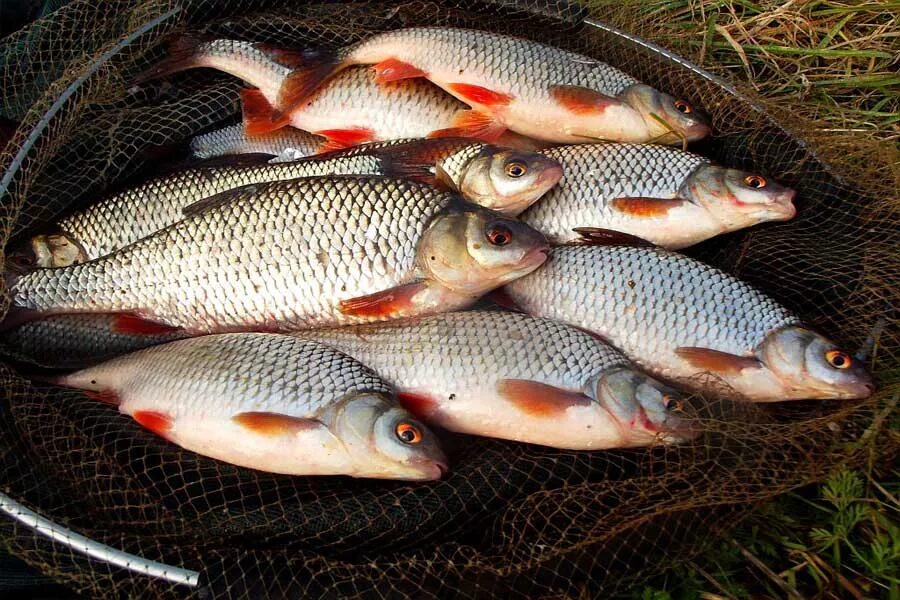 Плотва рыба. Платва. Морская плотва. Подъязок рыба. Платва.