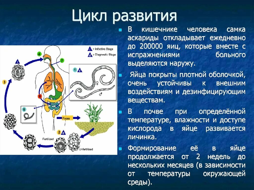 Какая температура в кишечнике человека. Цикл развития чел аскариды. Жизненный цикл аскариды человеческой схема. Цикл развития аскариды человеческой. Цикл развития аскариды человеческой схема биология.