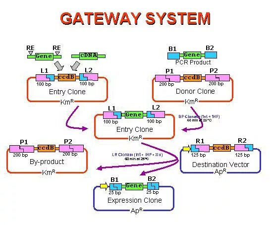 Gateway system. Два gateway в системе tuta.