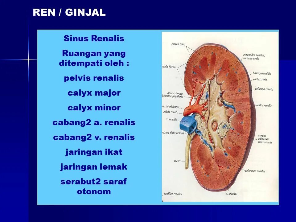 Пелвис реналис. Renalis латынь. Renalis латынь. Cortex renalis образовано. Renalis латынь.