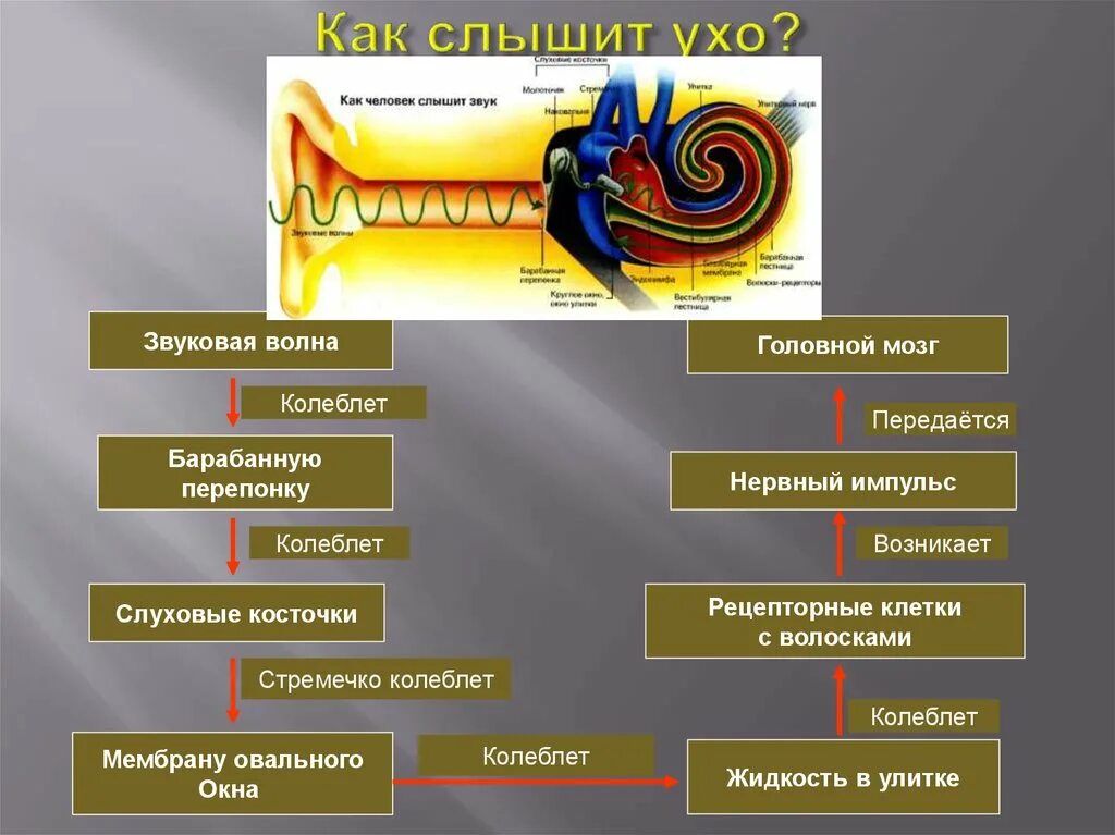 Схема прохождения звука через ухо. Как слышит ухо. Звуковая волна схема. Ухо и звуковые волны. То что слышит человек физика