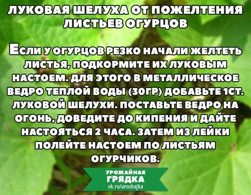 Луковая шелуха для рассады томатов как приготовить. Луковая шелуха удобрение для огурцов. Луковая шелуха для огурцов. Луковая шелуха подкормка. Настой луковой шелухи для рассады.