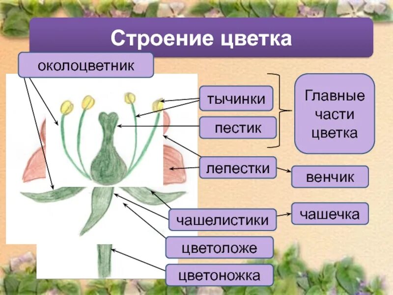 Вывод по теме строение цветка. Строение цветка. строение цветка таблица. строение цветка и функции его частей. строение цветка 6 класс таблица.