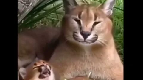 Шлепка видео