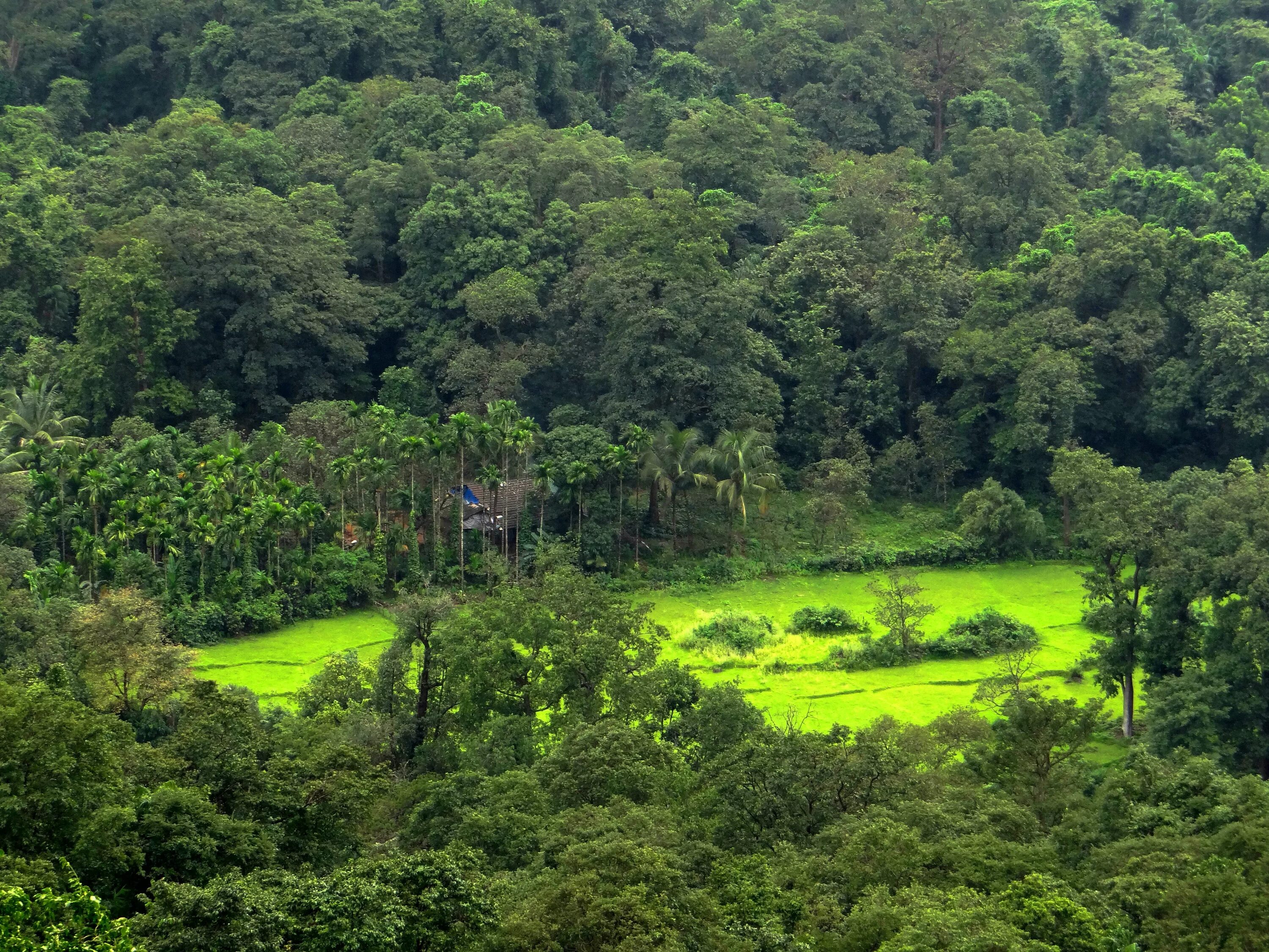 Джунгли Тераи Индии. Тропические леса Индостана. Муссонные (листопадные) леса Индии. Западные Гаты Гоа.