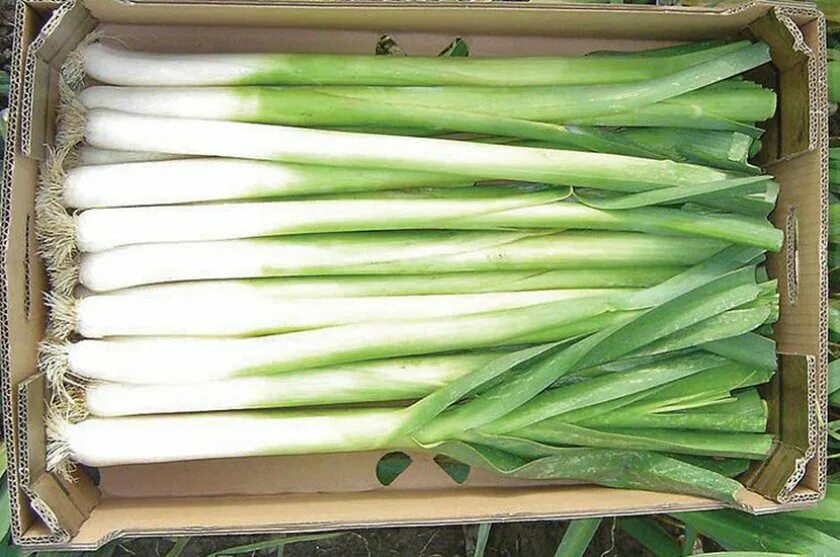 Лук-порей. Лук порей зимний. Лук порей на зиму. Лук-порей. Лук на зиму консервация.