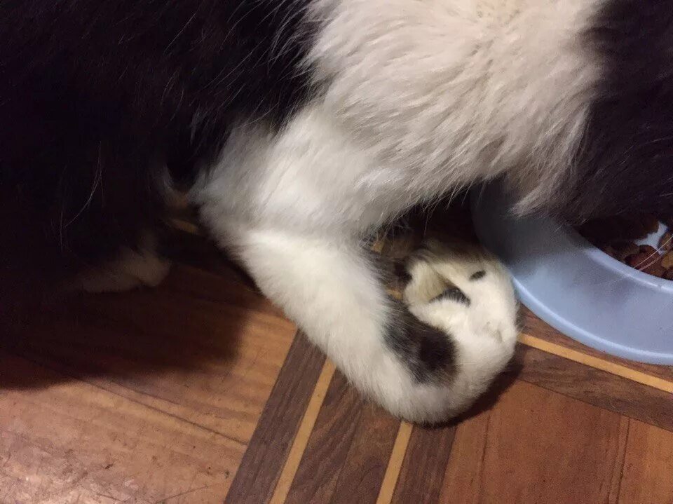 Кот с хронической почечной недостаточностью. Идиопатический цистит у кошек. Хроническая почечная недостаточность у кошек. У кота отказали почки. Анатомия мочевыделительной системы у кошек.