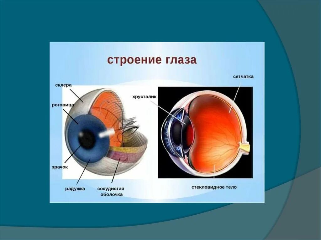 Близорукость строение глаза. Строение близорукого глаза. Строение глаза склера. Внешнее строение глаза. Перед сетчаткой расположена