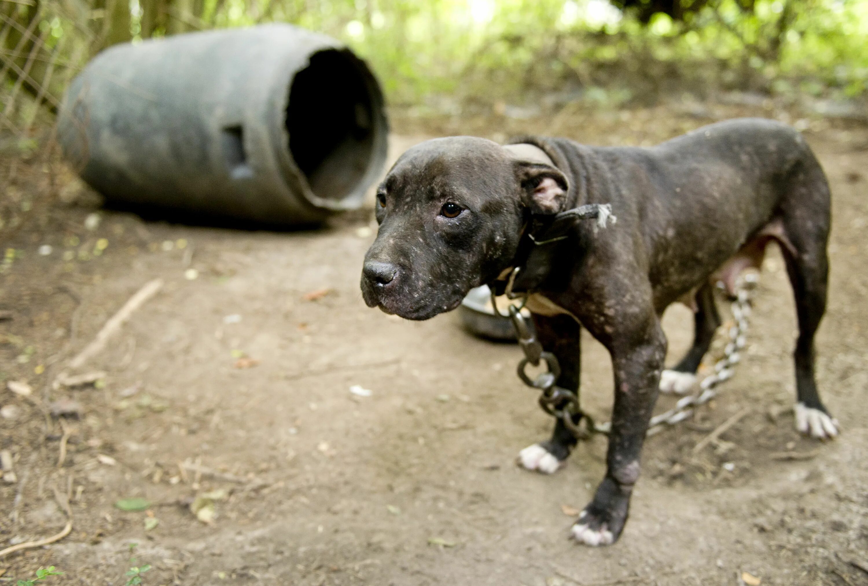 Now only dogs. Собачий бой питбуль питбуль. Американский питбультерьер бои. Американский питбультерьер собачьи бои с.