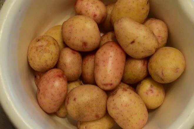 Картофель ласунок (ласунак). Сорт картофеля ласунок. Сорта картофеля для средней полосы. Фото картофеля ласунок. Сорт картофеля ласунок.