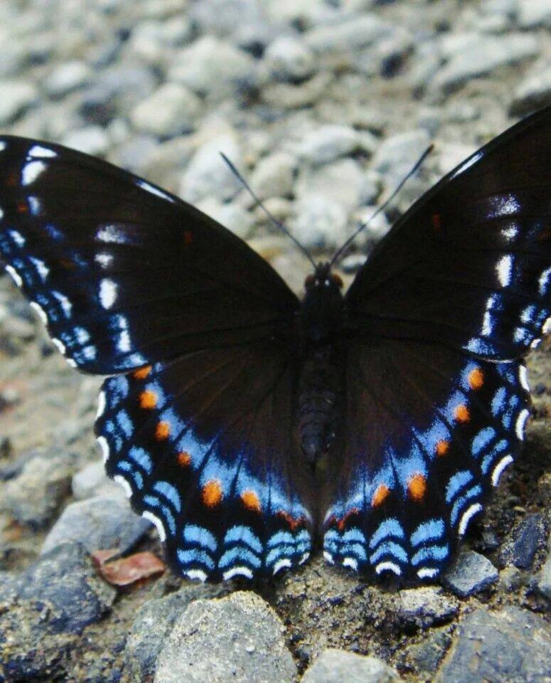 Название самых красивых бабочек. Limenitis Arthemis. Бабочка Limenitis Arthemis. Бабочка Limenitis Баттерфляй. Limenitis Arthemis Astyanax.