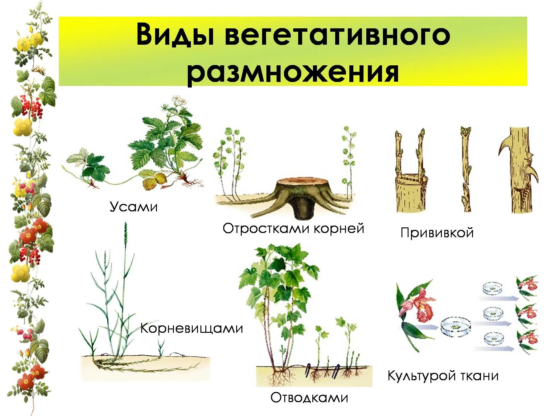 Типы вегетативного размножения растений. Способы вегетативного размножения растений схема. Вегетативное размножение вегетативными органами. Вегетативные органы размножения у цветковых растений. Размножаться и е
