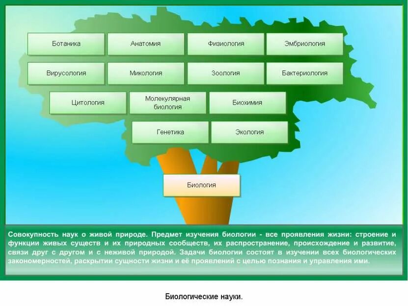 Ботаника разделы биологии. Ботаника наука о растениях разделы ботаники. Разделы Ботанической науки. Ботанический дисциплины в биологии. Ботаника в системе