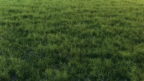 3 grass