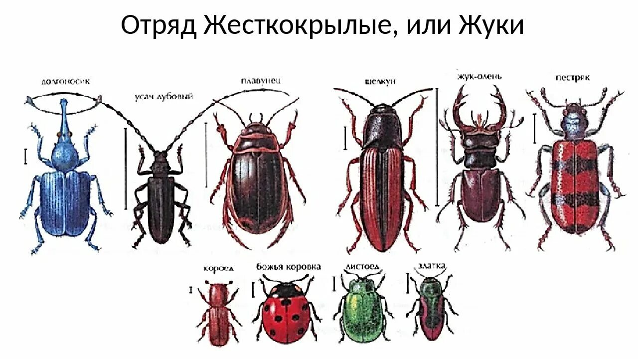 Название 1 жуков. Представители отряда Жуков. Отряд насекомых жесткокрылые представители. Отряд жесткокрылые жуки. Жесткокрылые или жуки представители.