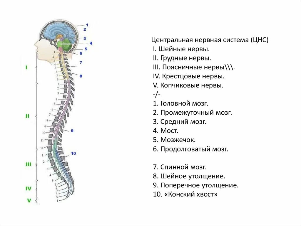 Центральная нервная система головной и спинной мозг. Строение центральной нервной системы: головной мозг, спинной мозг. Центральная нервная система схема спинной мозг головной мозг. Схема строения центральной нервной системы. Центральный отдел нервной системы спинной мозг