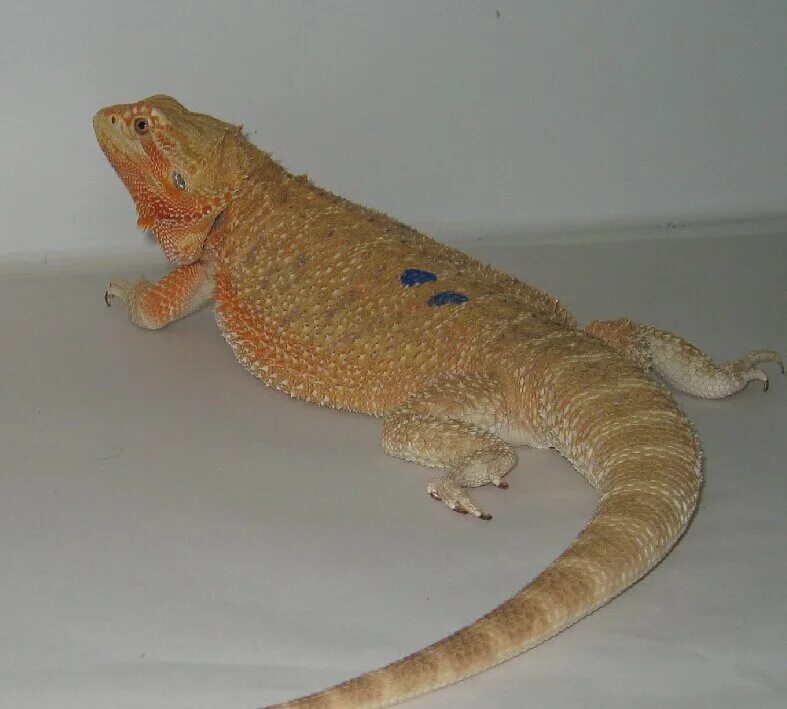 Бородатая агама. Агама бородатая leatherback translucent. Агама морфа zero. Бородатая агама морфы. Бородатая агама дракон.