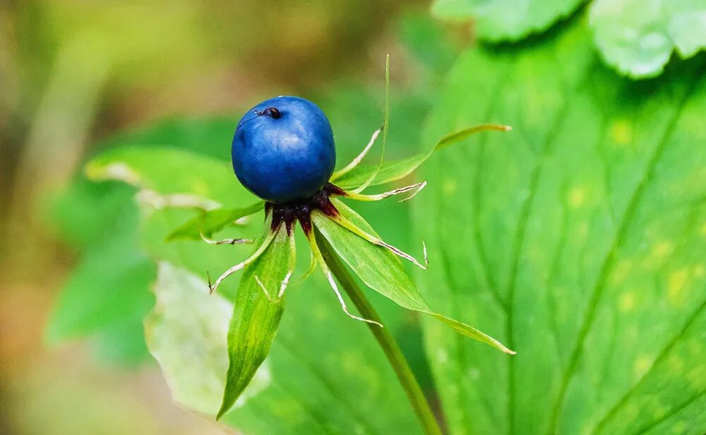 Как выглядит вороний глаз. Вороний глаз четырёхлистный. Вороний глаз ядовитое растение. Как выглядит вороний глаз. Вороний глаз ягода.