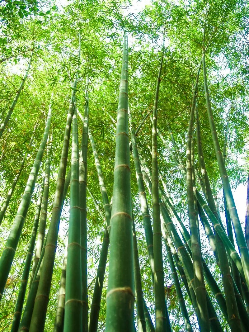Бамбук это растение. Японский бамбук Мадаке. Бамбук Широшима. Бамбук в Южной Америке. Бамбук Речной.