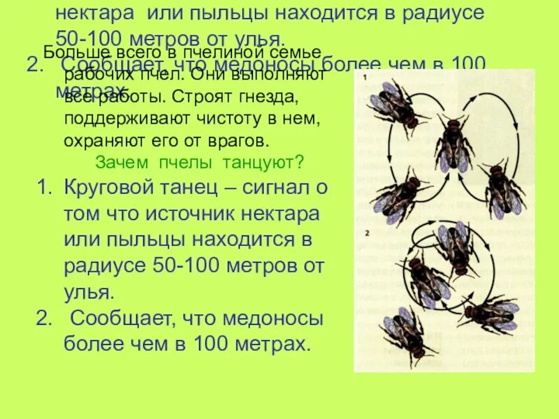 Интересное сообщение о пчелах осах и шмелях. Сообщение о пчелах осах и шмелях 2 класс. Сообщение о пчелах осах и шмелях окружающий мир. Короткое сообщение о пчелах осах и шмелях.