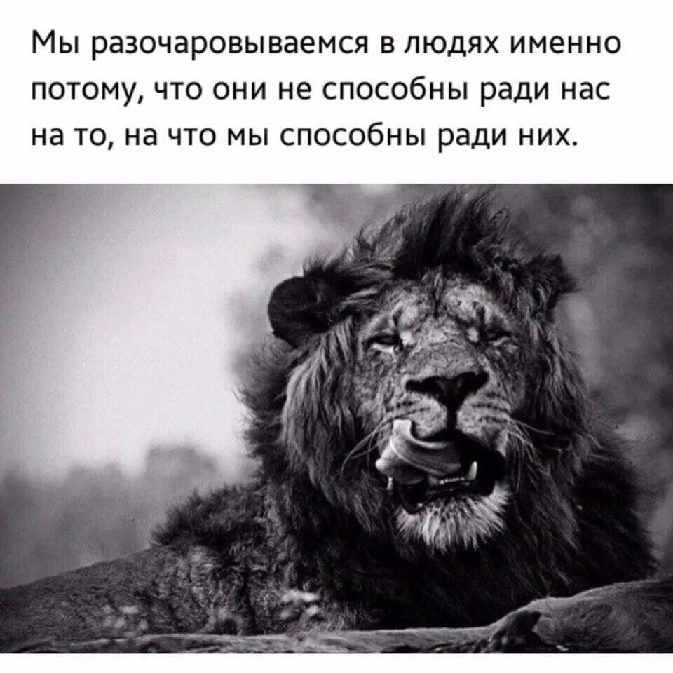 Будь сильным как лев. Статусы про Львов. Лев цитаты. Статусы про Львов со смыслом. Мудрые высказывания про Льва.