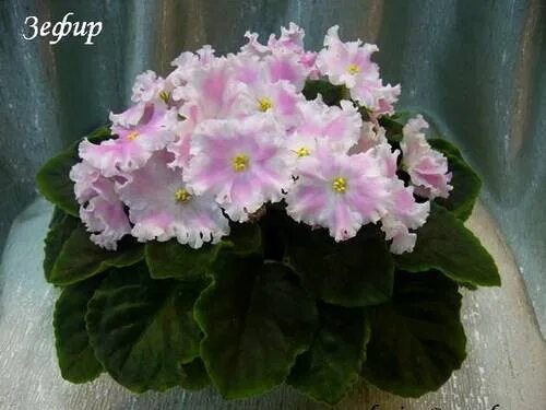 Фиалка зефир морев. Фиалка ле зефирка. Сенполия зефир. Фиалка зефир морев. Фиалка сорт зефир.