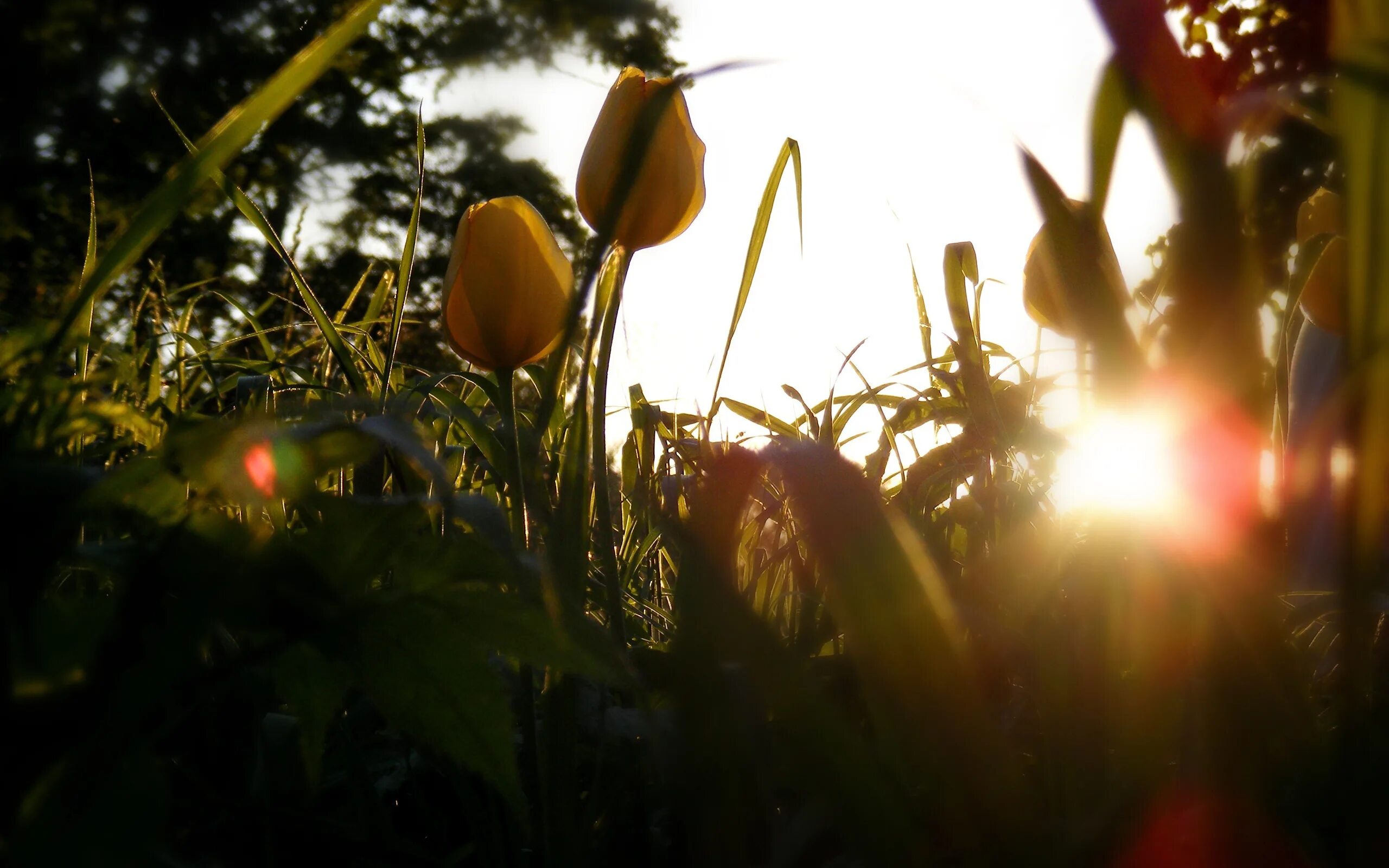 Весеннее солнце осветило землю. Цветы и солнце. Растения солнечные лучи. Тюльпаны в солнечных лучах. Цветы освещенные солнцем.
