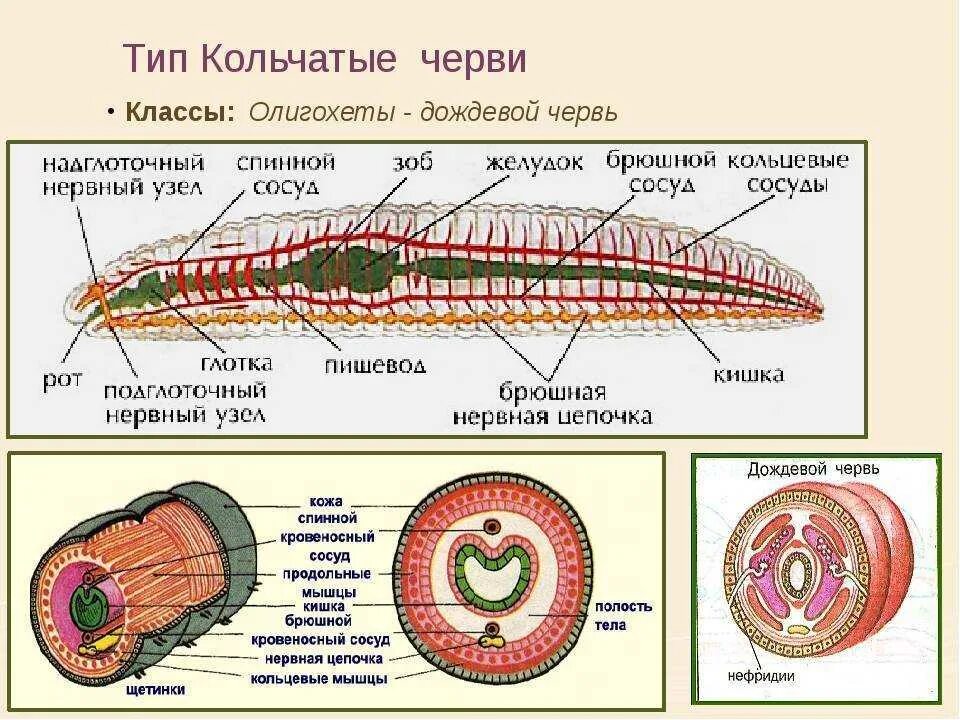 Строение типа кольчатых червей. Строение органов кольчатых червей. Тип кольчатые черви строение систем. Строение кольчатых червей 8 класс. Сегментированное тело у каких