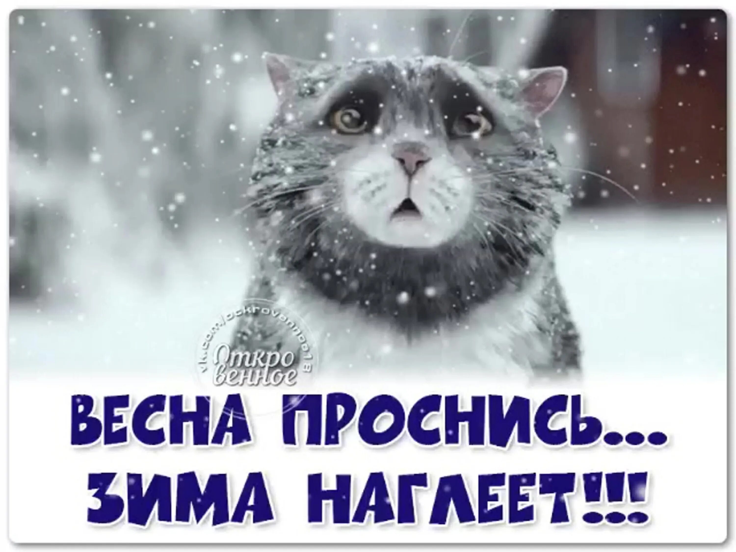 Смешные зимние картинки. Ну какая это зима. Открытки зима вернулась. Ну какая это зима. Приколы про весну и снег.