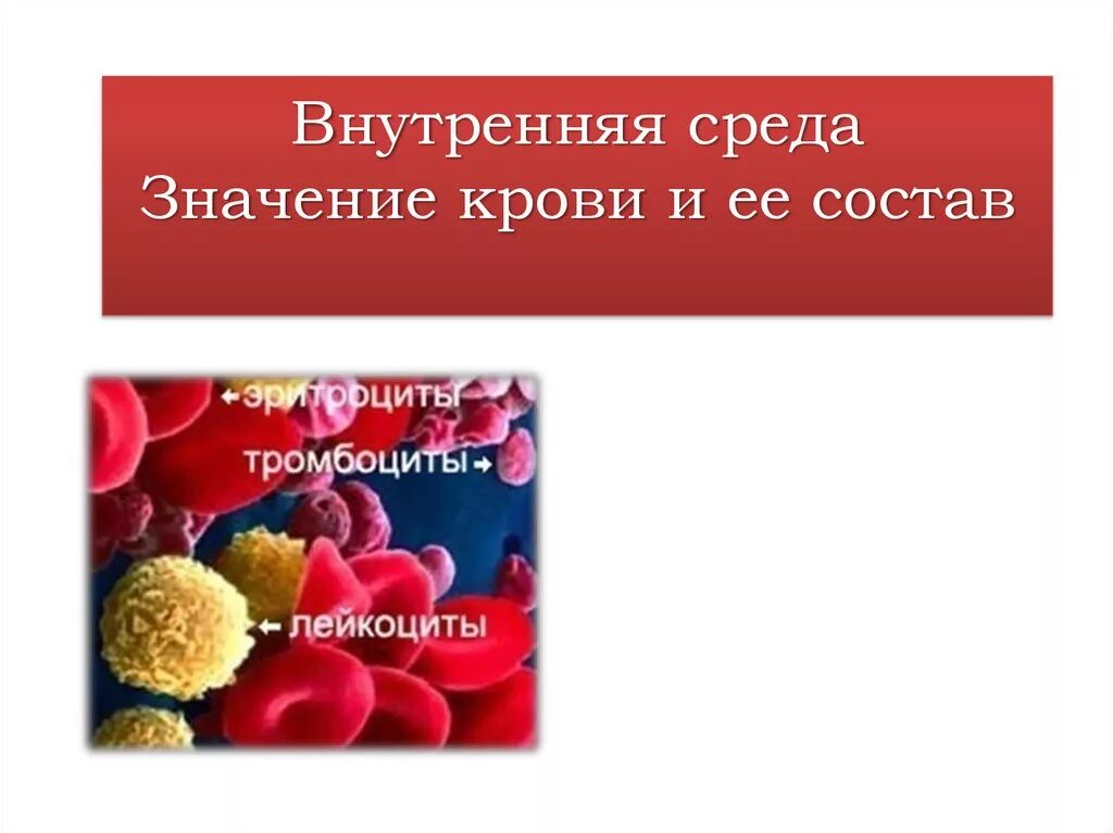 Состав е ю. Значение крови. значение и состав крови. значение крови для организма. внутренняя среда организма.