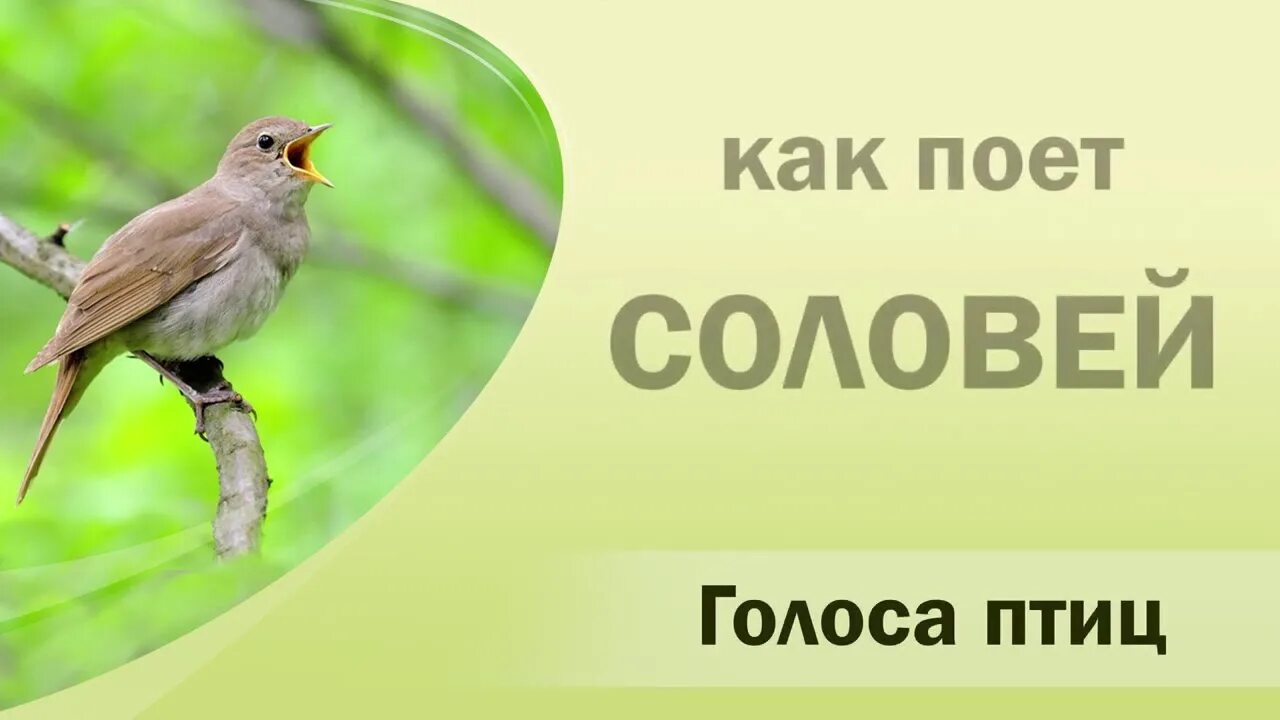 Послушать как поет соловей. Соловей. Голос соловья. Соловей поет. Соловей голос птицы.