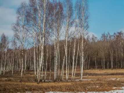 Погода в марте смоленск 2024