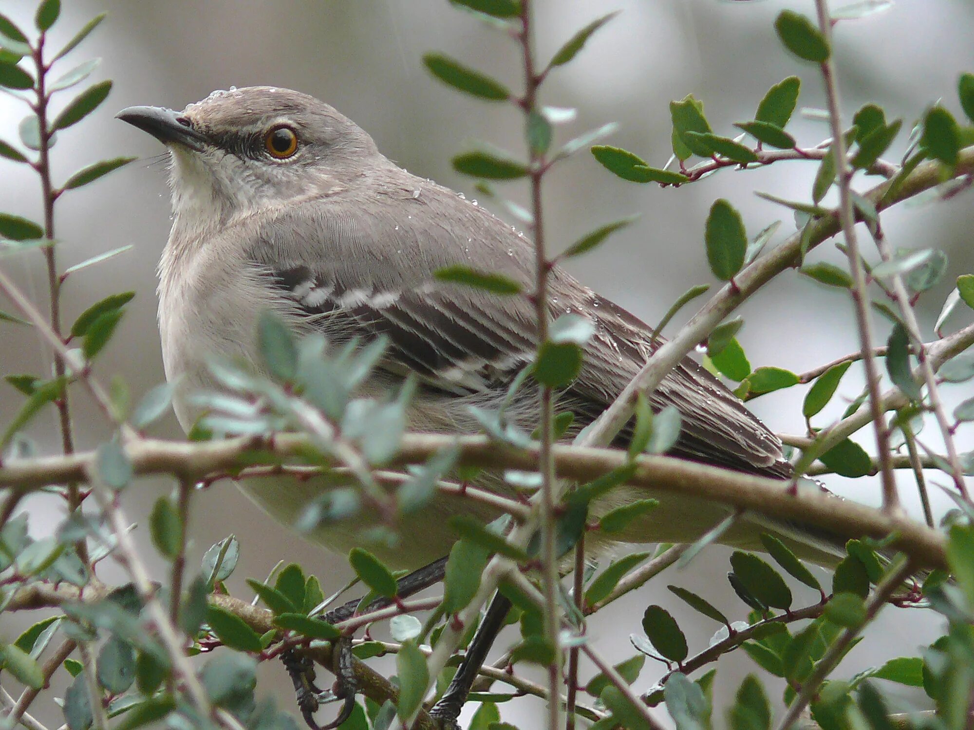 Mockingbird reman
