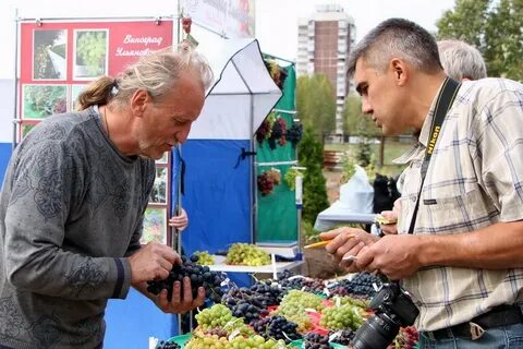 Виноград ульяновск