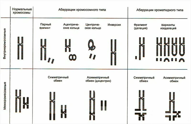 Какие типы хромосом вам известны. Типы хромосомных аберраций. Хромосомные и хроматидные аберрации. Причины хромосомных аберраций. Хромосомные аберрации классификация.